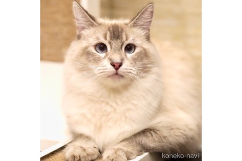 こまちちゃん1枚目